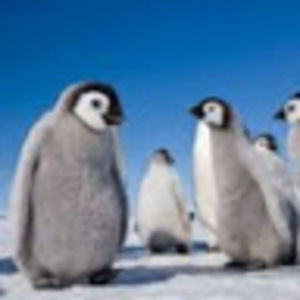 Meet your Posher, Adrian